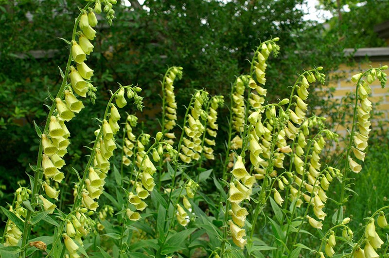 ジギタリス・グランディフローラ