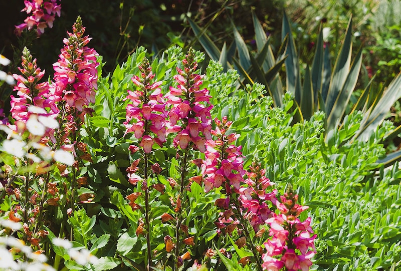 ハイブリッドギジタリス