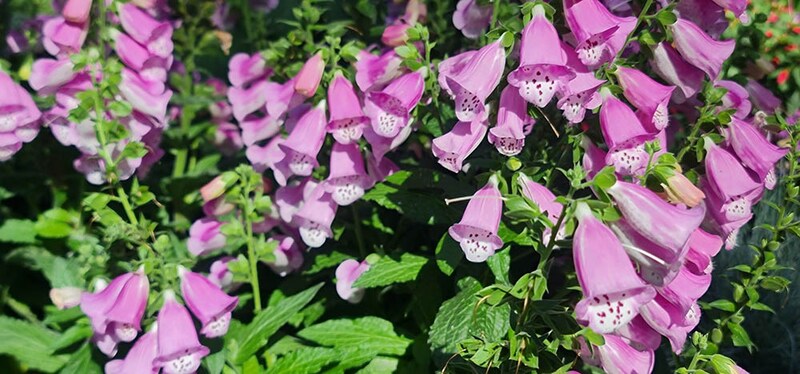 ジギタリス‘パンサー’