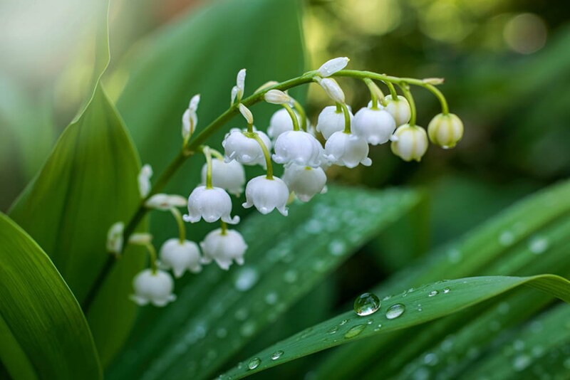 ドイツスズラン