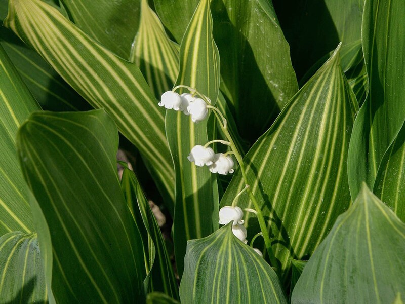 ‘アルボストリアタ