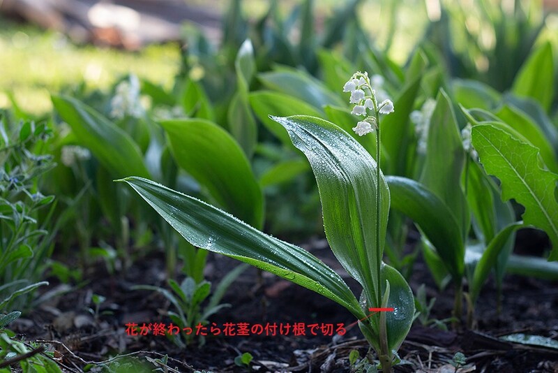 スズランの花殻