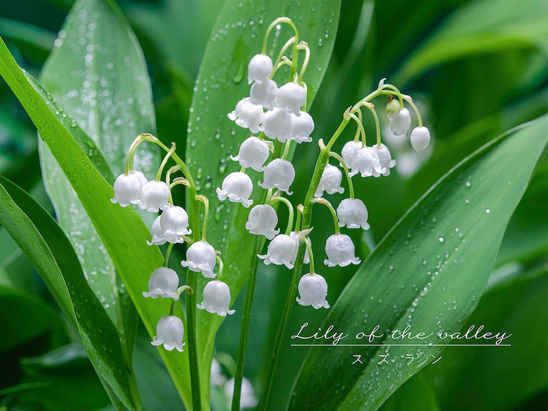 【春の花】小さいけれど強い植物! 一度植えれば毎年咲く、可憐でお得な「スズラン」の育て方