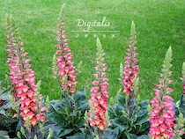 【プロが解説】驚きの進化！ 秋まで長く花が楽しめる「最新ジギタリス」の魅力と従来品種の育て方