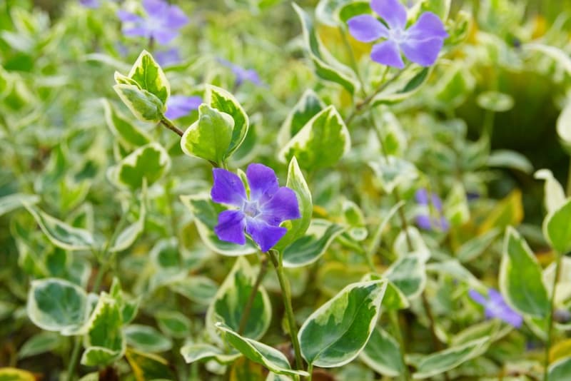 ツルニチニチソウ