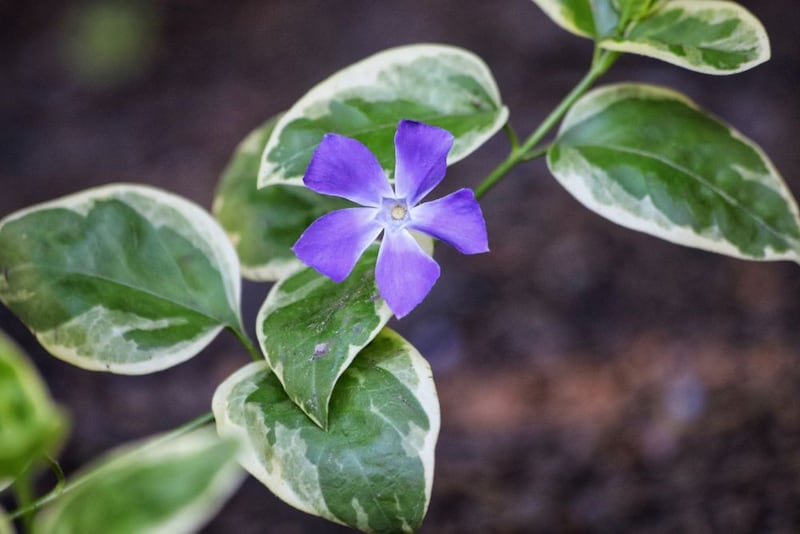 ツルニチニチソウ