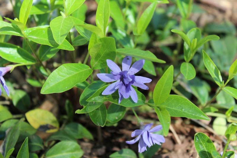 ヒメツルニチニチソウ