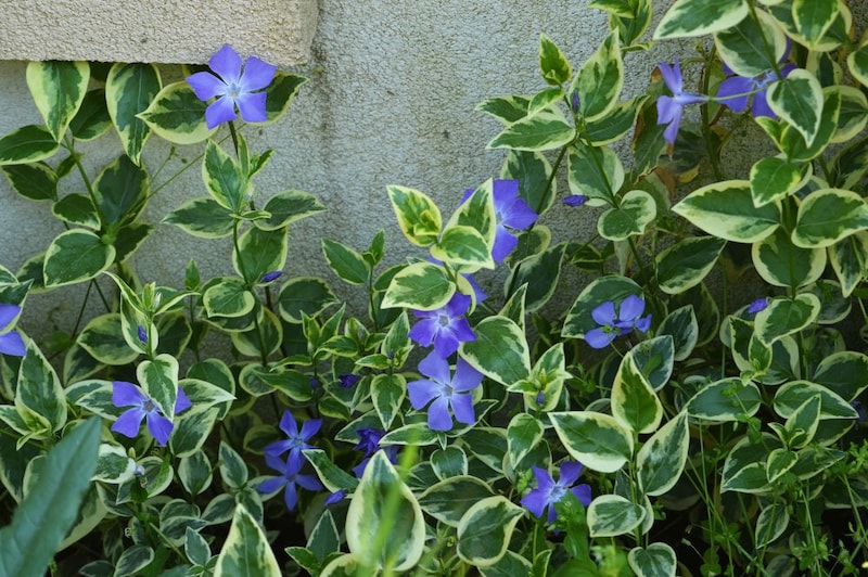 ツルニチニチソウ