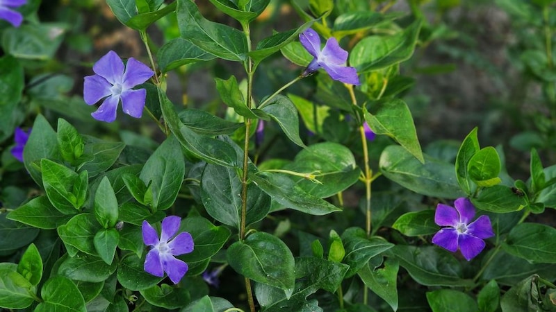 ツルニチニチソウ