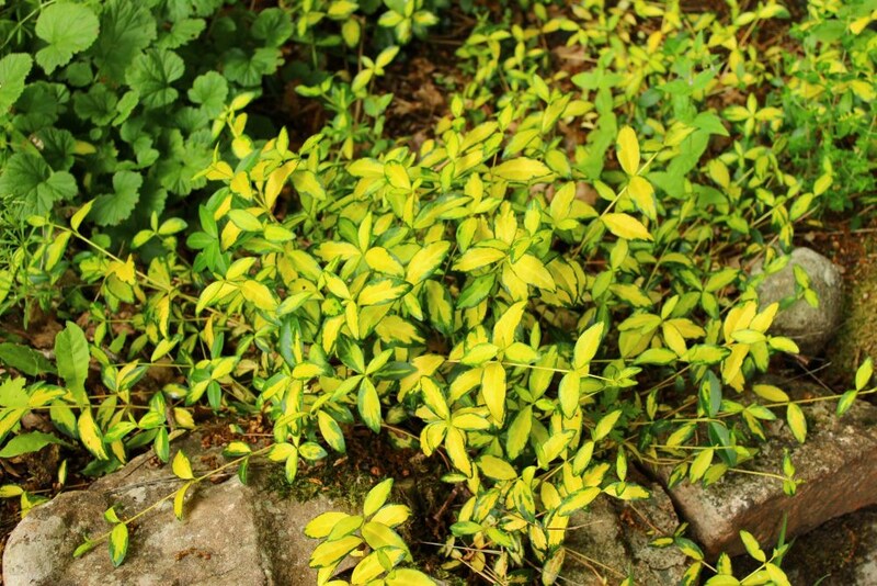 ヒメツルニチニチソウ‘イルミネーション’