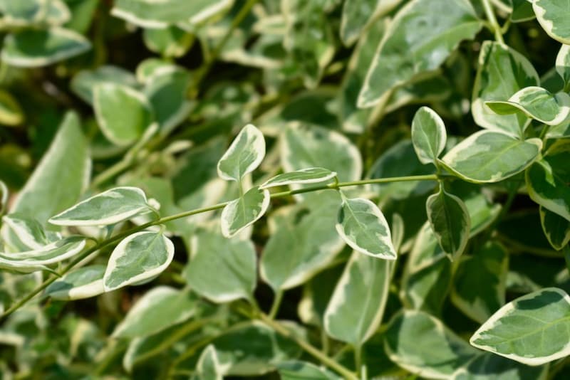 ツルニチニチソウ