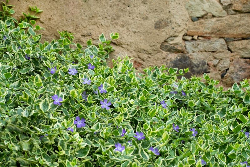 ツルニチニチソウ