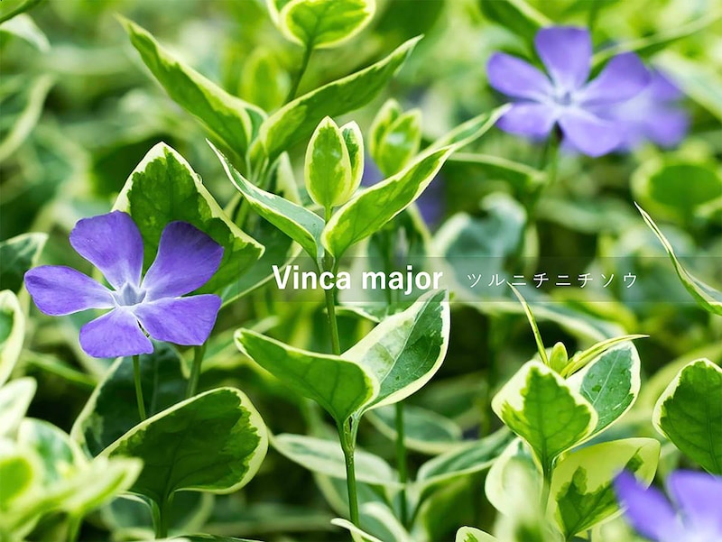 ツルニチニチソウの育て方｜半日陰も明るく彩る強健グラウンドカバー！ 失敗しないコツや注意点を解説