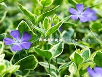 ツルニチニチソウの育て方｜半日陰も明るく彩る強健グラウンドカバー！ 失敗しないコツや注意点を解説