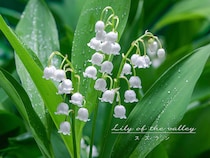 【春の花】小さいけれど強い植物！ 一度植えれば毎年咲く、可憐でお得な「スズラン」の育て方