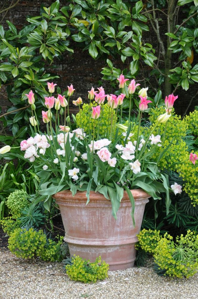 チューリップの寄せ植え