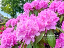 シャクナゲ・シャクヤク・ツツジの違い、わかる？  見分け方と花木の女王「シャクナゲ」の育て方を徹底解説！