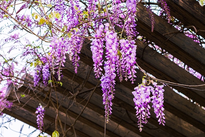 フジの花