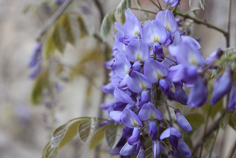 フジの花