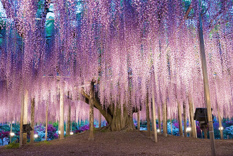 フジの家