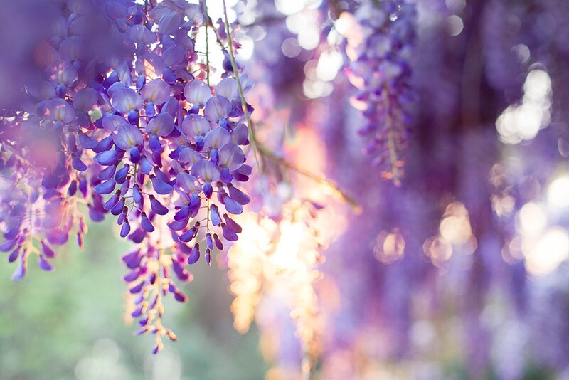 フジの花