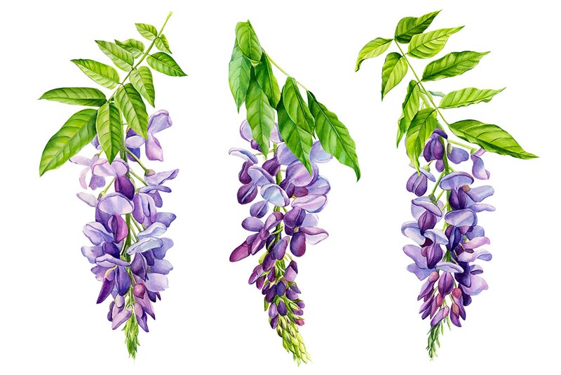 フジの花