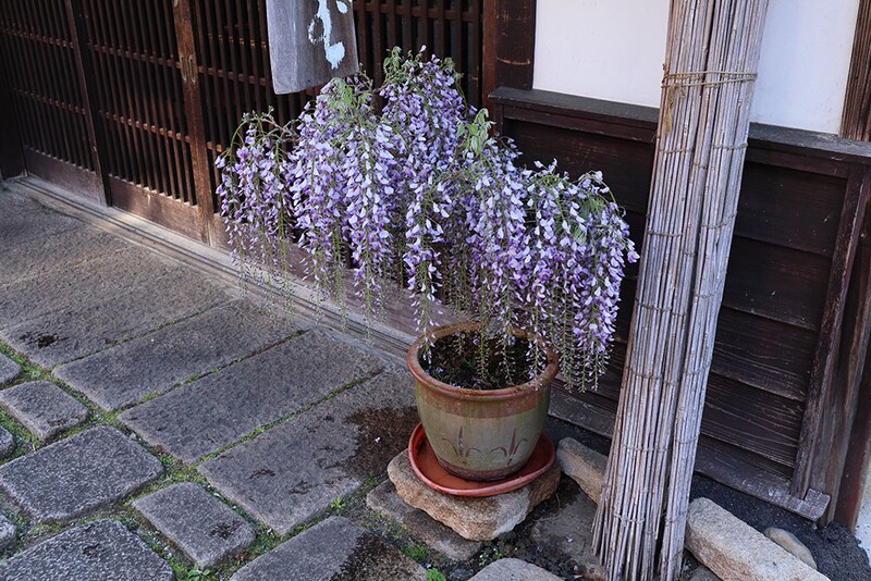 フジの花