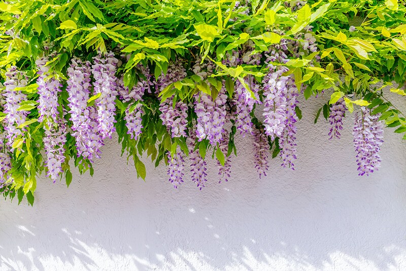 フジの花