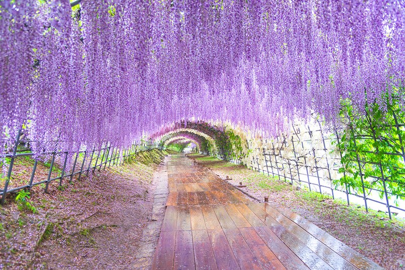 フジの花