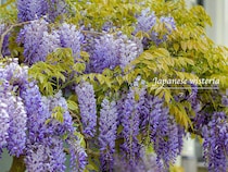 今が一番美しい！「藤の花」の見頃時期と自宅で育てるための豆知識と種類まとめ