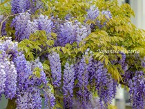 今が一番美しい！「藤の花」の見頃時期と自宅で育てるための豆知識と種類まとめ