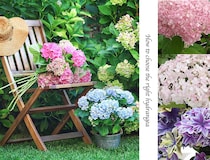 【今が植え時】日陰でも育つ？ 庭の主役にしたい「西洋アジサイ＆アナベル」正しい選び方と育て方
