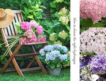 【今が植え時】日陰でも育つ？ 庭の主役にしたい「西洋アジサイ＆アナベル」正しい選び方と育て方