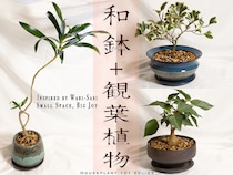 GWにおすすめ！ 小ぶりの観葉植物と和鉢で楽しむ、新生活のインテリアグリーン