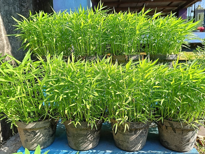 クウシンサイ