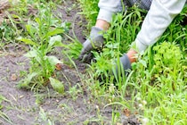 見つけた雑草を逃さない！ 4月下旬、伸び始めた草の「速効撃退」を目指す除草剤の賢い使い分け