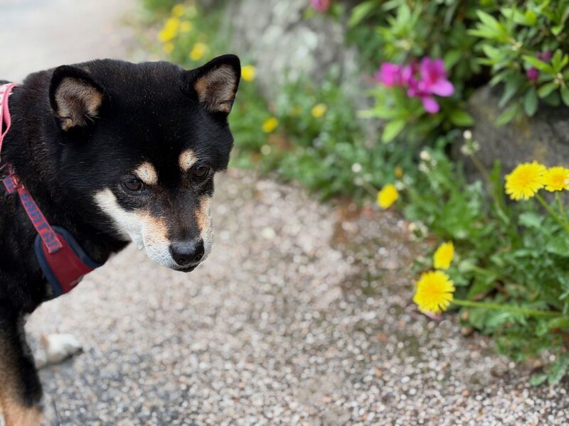 タンポポと愛犬