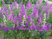 庭を格上げする「ラークスパー」の魅力。涼しげで上品な花を美しく咲かせる栽培のポイント