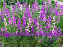 庭を格上げする「ラークスパー」の魅力。涼しげで上品な花を美しく咲かせる栽培のポイント