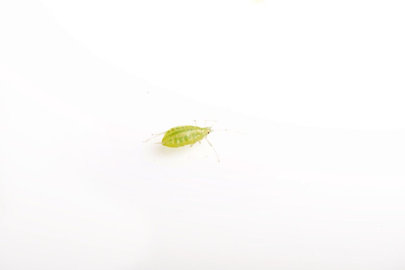 アブラムシ