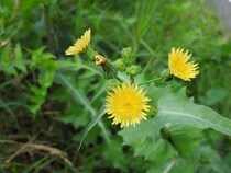 明るい黄色の花が咲く！ 身近なこの野草の名前は？【Let’s Try! 植物クイズ】