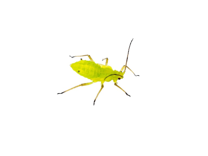 アブラムシ