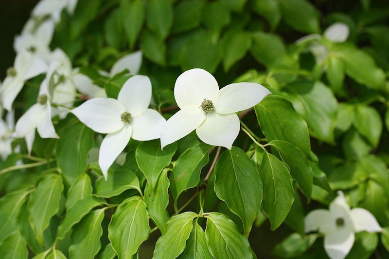 ヤマボウシの花