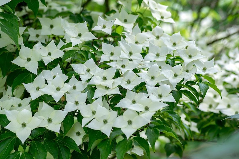 ヤマボウシの花