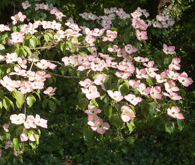 ヤマボウシの花