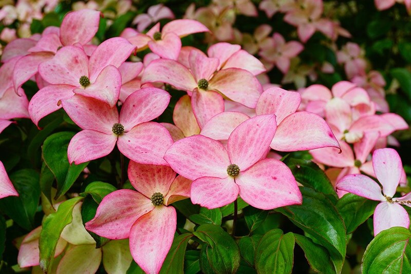 ヤマボウシの花言葉
