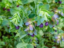 オシャレなのに初心者向き！ シックな花「セリンセ・マヨール」の育て方と冬越しのポイント