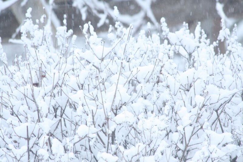 ライラックと雪