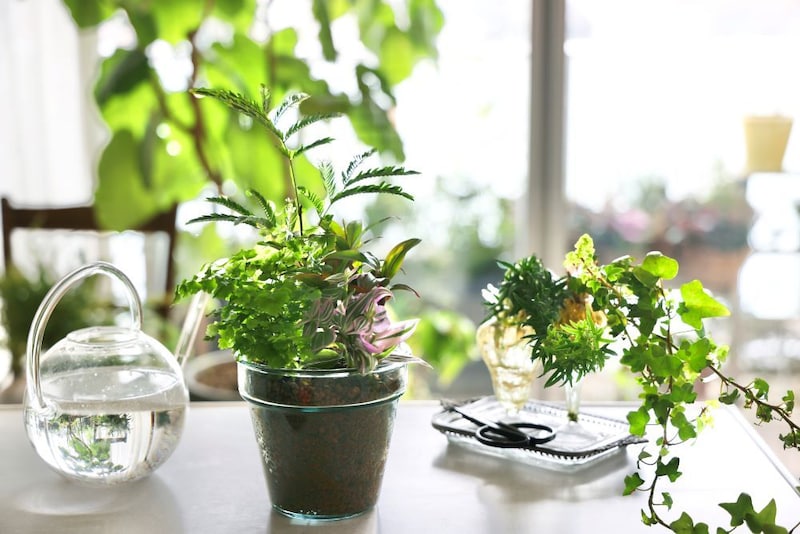 観葉植物の寄せ植え
