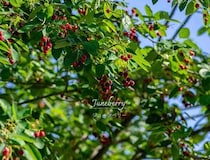 花も実も紅葉も！育てて味わう「ジューンベリー」の栽培から自家製ジャム・シロップの作り方まで